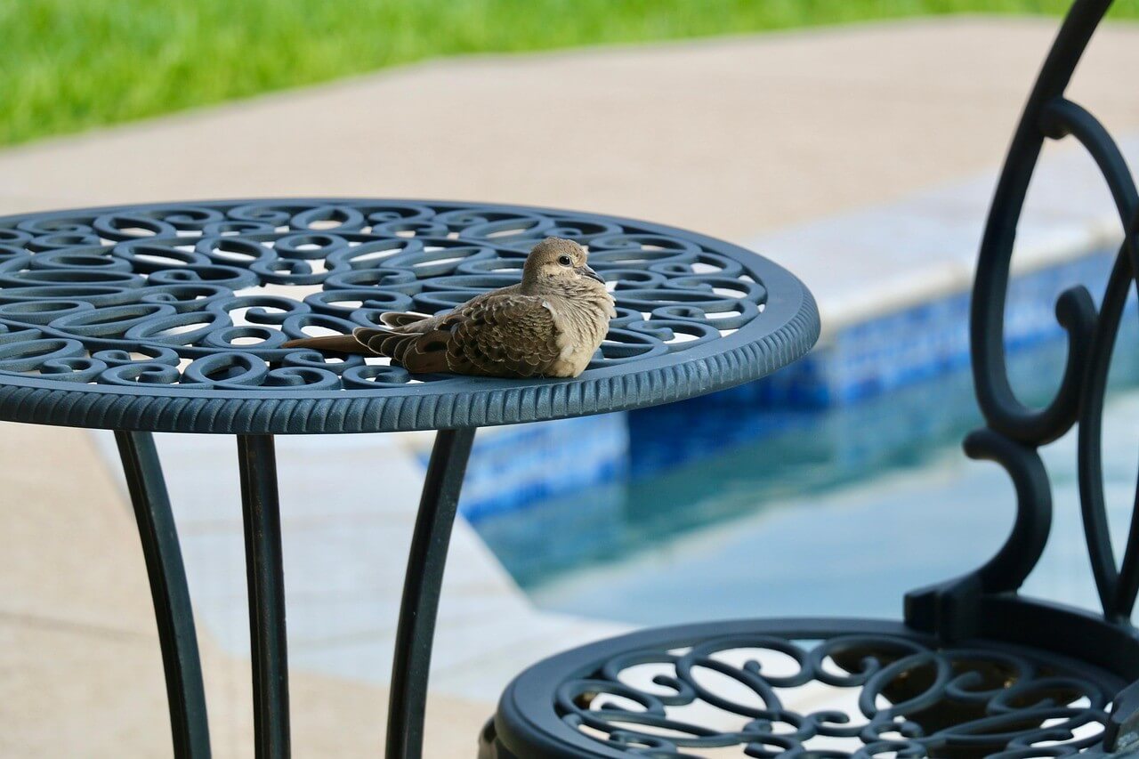dove bird on a table